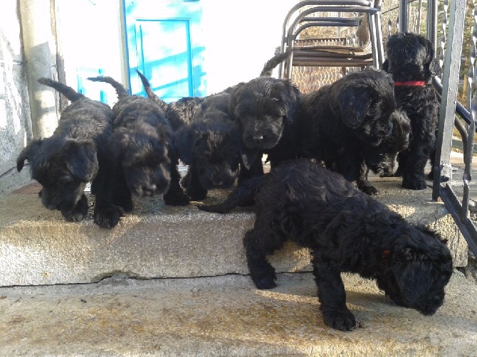 chiots a vendre